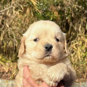 ゴールデンレトリバー【兵庫県・女の子・2022年12月5日・ゴールデン】の写真「骨量ある綺麗な女の仔」