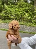 タイニープードル【兵庫県・男の子・2020年3月18日・レッド】の写真2