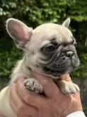 フレンチブルドッグ【兵庫県・男の子・2024年4月10日・フォーン】の写真3