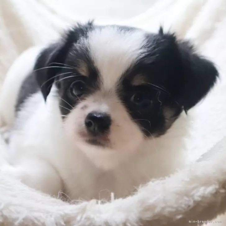 ID:2507-08337の子犬
