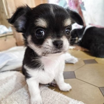 チワワ(ロング)【滋賀県・男の子・2025年10月13日・ブラックタン&ホワイト】の写真「一番小さな男の子」