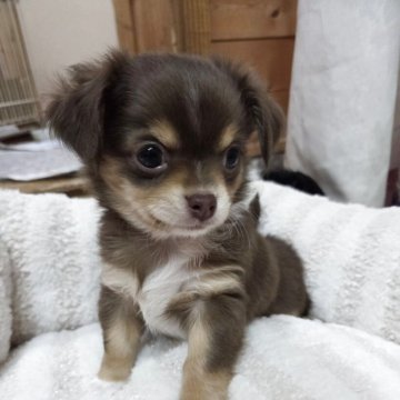 チワワ(ロング)【滋賀県・男の子・2025年10月13日・チョコレートタン&ホワイト】の写真「可愛いチョコレート色の男の子です。」