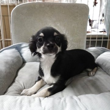 チワワ(ロング)【滋賀県・女の子・2025年6月28日・ブラック&ホワイトタン】の写真「元気いっぱい。
控えめな性格の女の子です！」