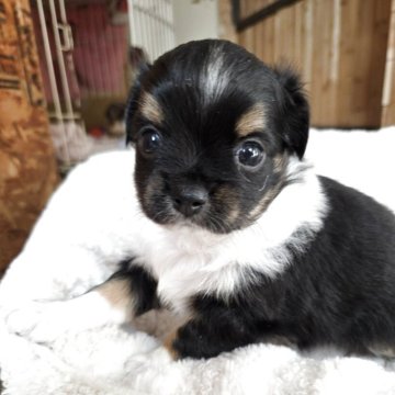 チワワ(ロング)【滋賀県・男の子・2025年10月13日・ブラックタン&ホワイト】の写真「首まわりの白い襟巻きがチャームポイント」