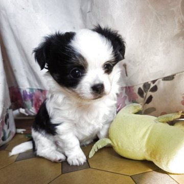 チワワ(ロング)【滋賀県・女の子・2025年10月10日・ホワイト&ブラックタン】の写真「一人っ子の女の子」