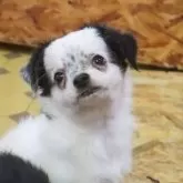 チワワ(ロング)