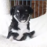 チワワ(ロング)