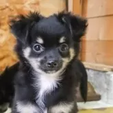 チワワ(ロング)