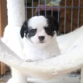 チワワ(ロング)