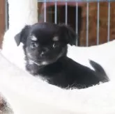 チワワ(ロング)