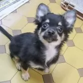 チワワ(ロング)