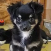 チワワ(ロング)