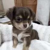 チワワ(ロング)