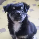 チワワ(ロング)
