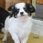 チワワ(ロング)