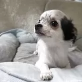 チワワ(ロング)