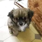 チワワ(ロング)