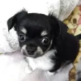 チワワ(ロング)