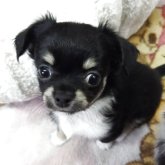 チワワ(ロング)