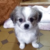 チワワ(ロング)