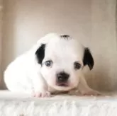 チワワ(ロング)【滋賀県・男の子・2025年6月28日・ホワイト&ブラック】の写真10