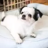 チワワ(ロング)【滋賀県・男の子・2025年6月28日・ホワイト&ブラック】の写真6