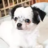 チワワ(ロング)【滋賀県・男の子・2025年6月28日・ホワイト&ブラック】の写真5