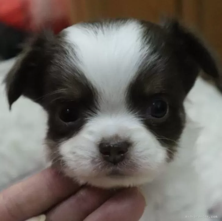 ID:2401-00676の子犬