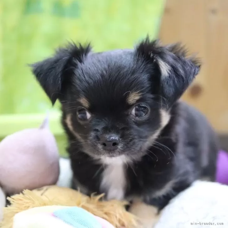 クウ 様のお迎えした子犬