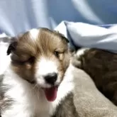 シェットランドシープドッグ
