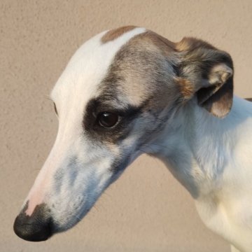 ウィペット【静岡県・女の子・2023年8月12日・ホワイト&ブリンドル】の写真「ちょっとだけブリンドルの入った可愛い女の子です。」