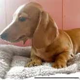 ミニチュアダックスフンド(スムース)【鹿児島県・男の子・2025年8月25日・イエロー】の写真5