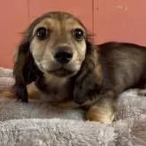 ミニチュアダックスフンド(ロング)【鹿児島県・男の子・2025年1月27日・シェーデッドイエロー】の写真8