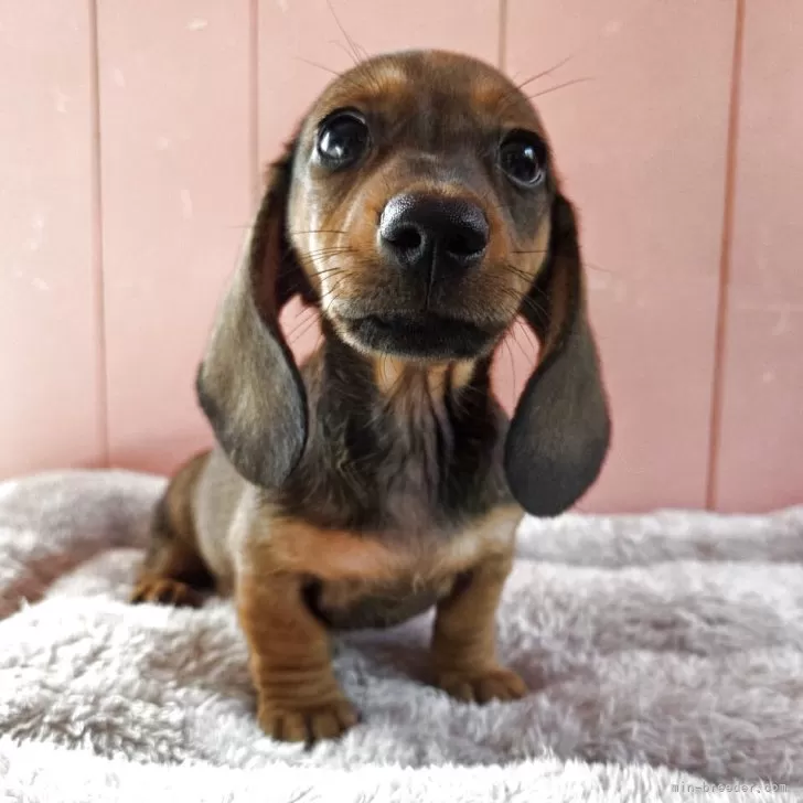 ID：2506-05885の子犬