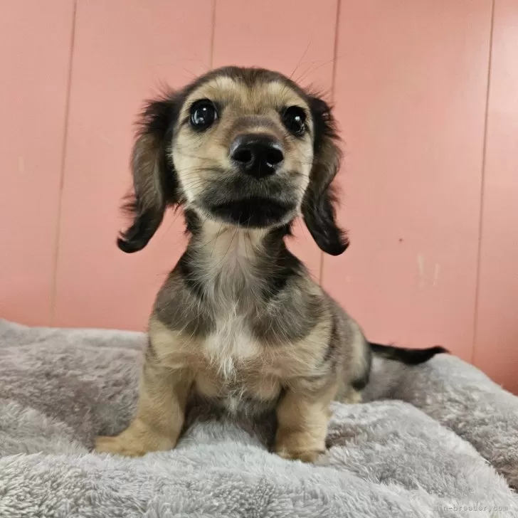 ID：2412-07376の子犬