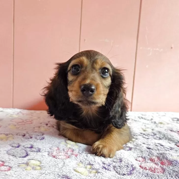 ID：2505-07830の子犬