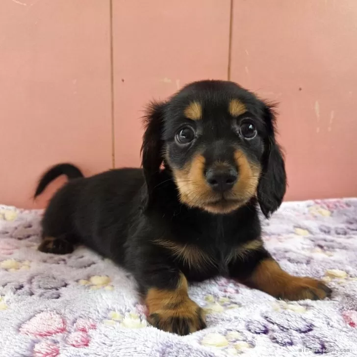 ID：2506-05908の子犬