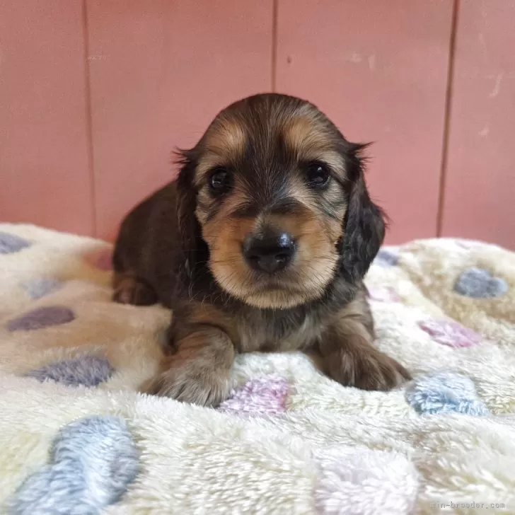 ID:2508-00708の子犬
