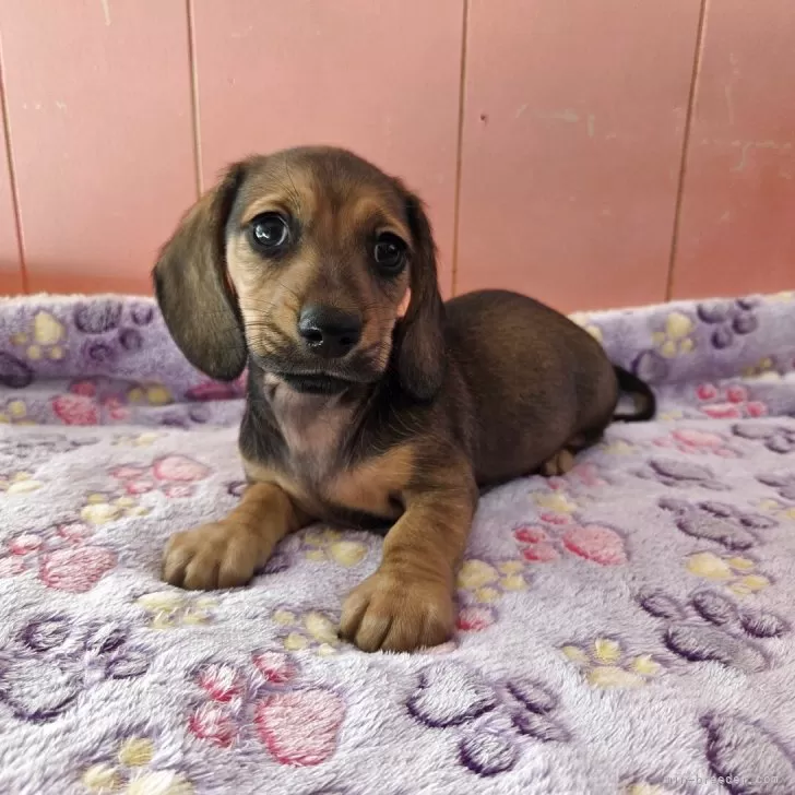 ミニチュアダックスフンド(スムース)【鹿児島県・男の子・2025年10月26日・レッド】の写真1