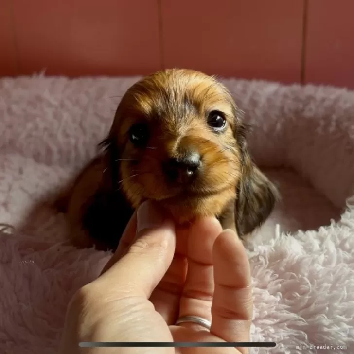 ID:2502-01648の子犬