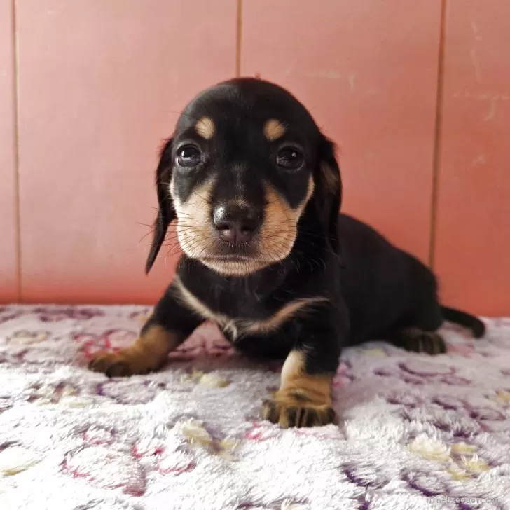 ID：2508-08584の子犬