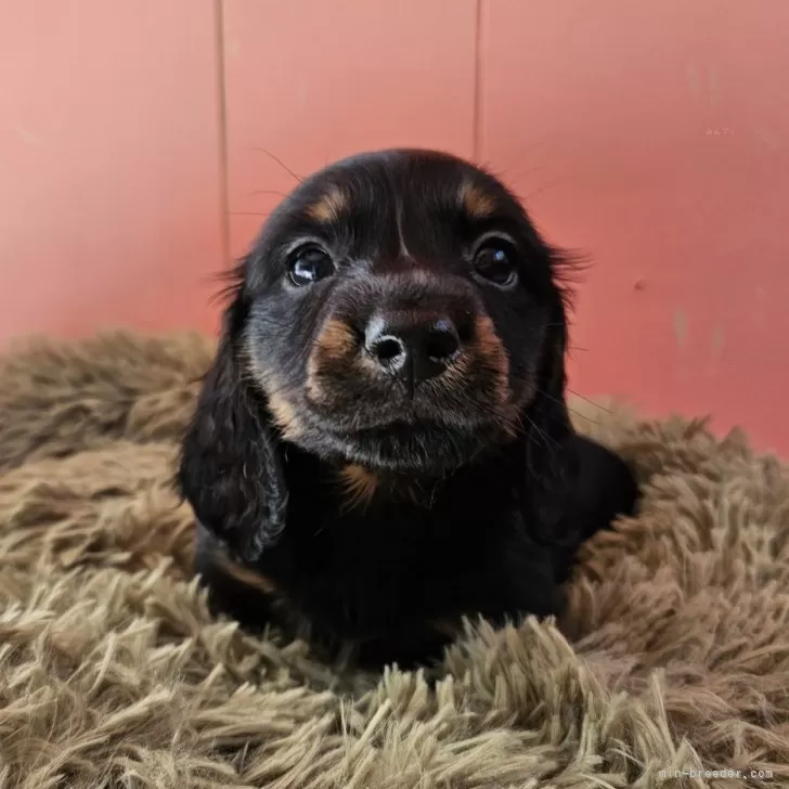 ID:2502-06727の子犬
