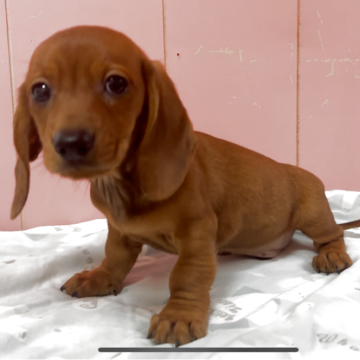 ミニチュアダックスフンド(スムース)【鹿児島県・男の子・2025年9月20日・レッド】の写真「顔立ちの整った男の子」