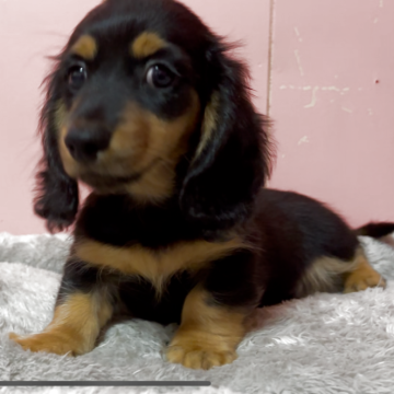 ミニチュアダックスフンド(ロング)【鹿児島県・男の子・2025年8月25日・ブラック&タン】の写真「綺麗なカラーの男の子」