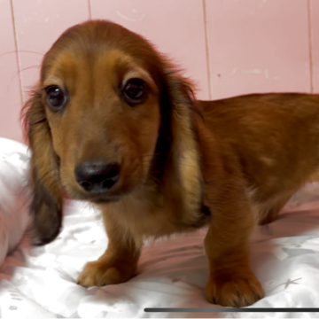 ミニチュアダックスフンド(ロング)【鹿児島県・男の子・2025年8月25日・レッド】の写真「お顔の整ったイケメンくん」