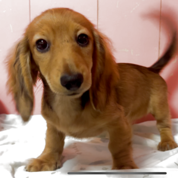 ミニチュアダックスフンド(ロング)【鹿児島県・女の子・2025年8月25日・レッド】の写真「可愛いお顔の女の子」