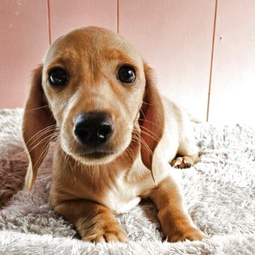 ミニチュアダックスフンド(スムース)【鹿児島県・男の子・2025年2月19日・イエロー】の写真「優しいお顔の男の子」