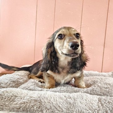 ミニチュアダックスフンド(ロング)【鹿児島県・男の子・2025年1月27日・シェーデッドイエロー】の写真「可愛いお顔の男の子」