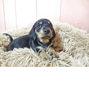 ミニチュアダックスフンド(スムース)【鹿児島県・男の子・2025年2月19日・ブラック&タン】の写真「お顔立ちの整った男の子」