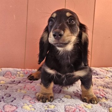 ミニチュアダックスフンド(ロング)【鹿児島県・男の子・2025年1月17日・ブラック&タン】の写真「顔立ちの整ったイケメン君です」